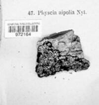 Physcia aipolia image